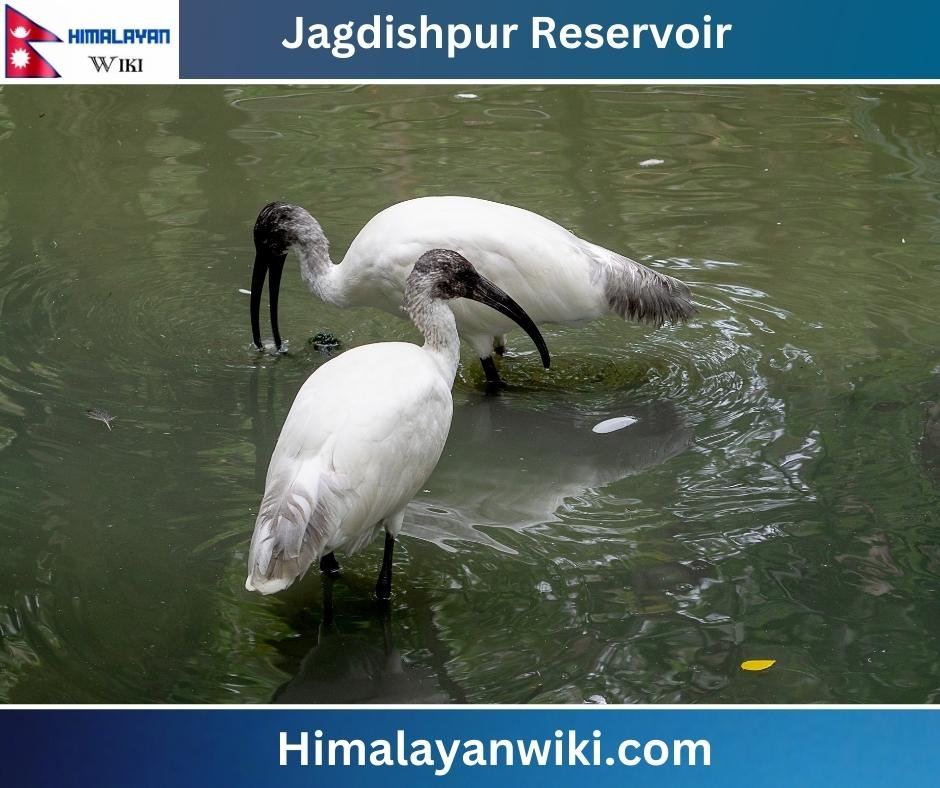 Jagdishpur Reservoir