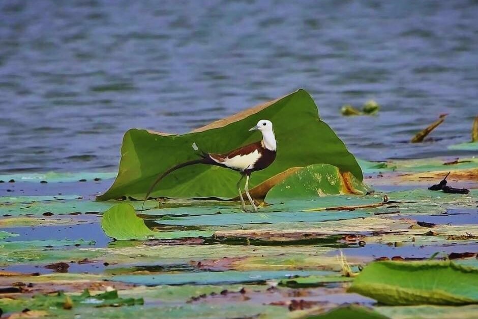 Jagdishpur Reservoir