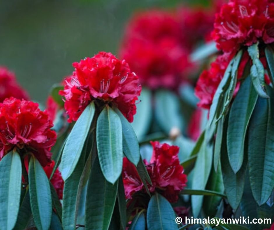Rhododendron arboreum