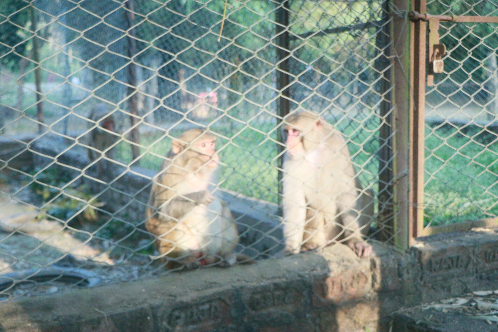 monkey nepal