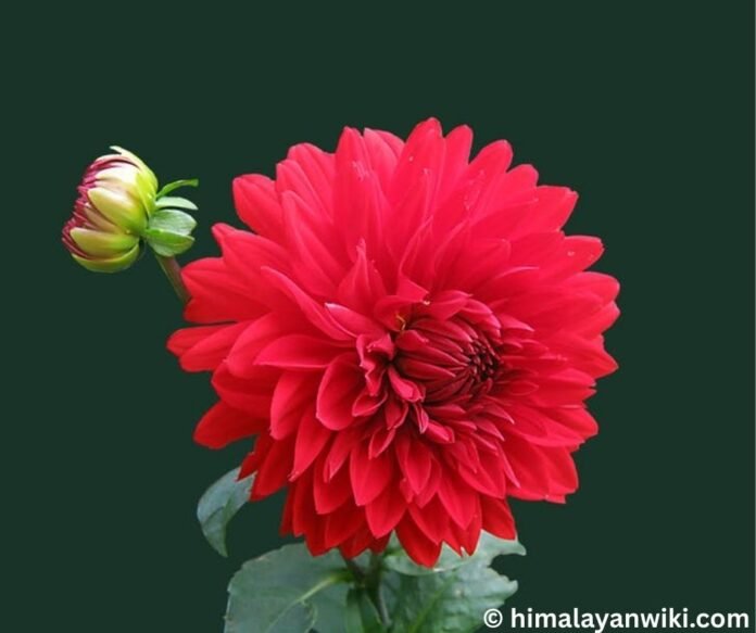Flowers in Nepal: Top 10+ flowers found in Nepal - Himalayan Wiki