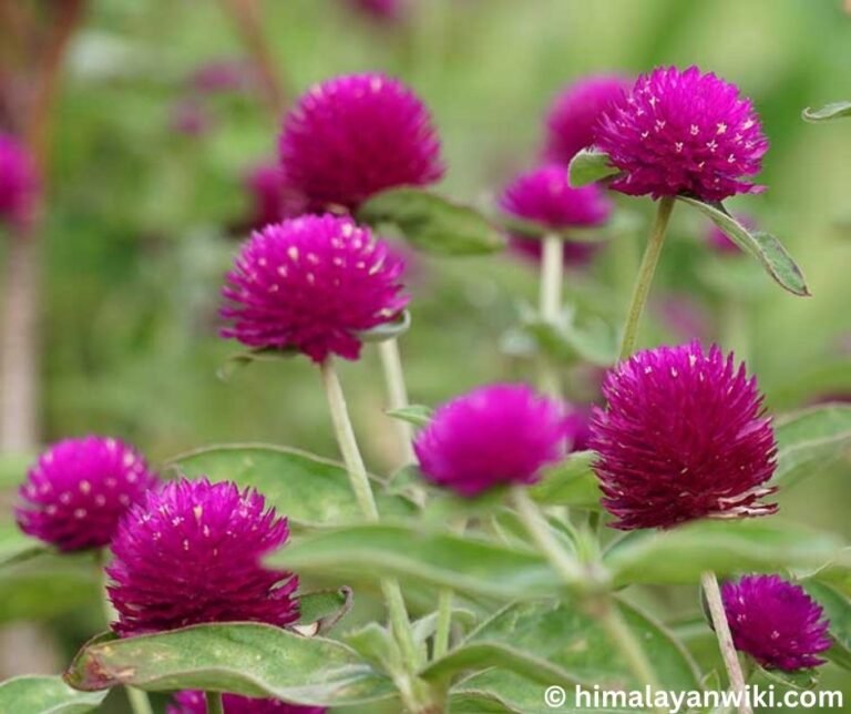 Flowers in Nepal: Top 10+ flowers found in Nepal - Himalayan Wiki